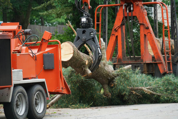  Monticello, NY Tree Removal Pros