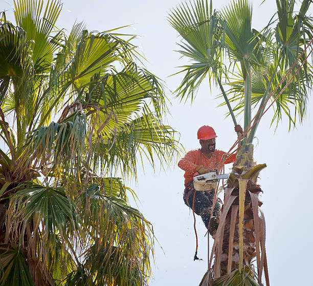 How Our Tree Care Process Works  in  Monticello, NY